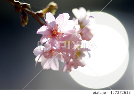 四季折々の花の魅力を切り撮り 137272638
