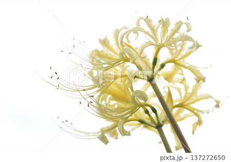 四季折々の花の魅力を切り撮り 四季折々の花の魅力を切り撮り 137272650