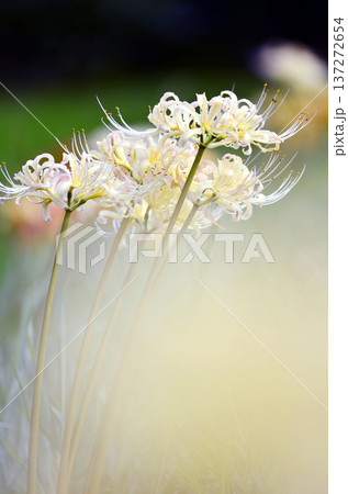 四季折々の花の魅力を切り撮り 四季折々の花の魅力を切り撮り 137272654