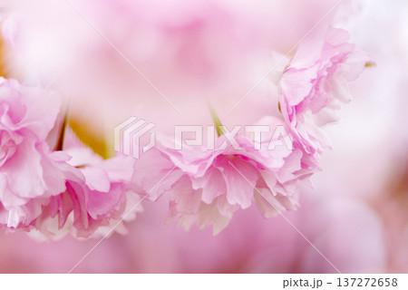 四季折々の花の魅力を切り撮り 四季折々の花の魅力を切り撮り 137272658