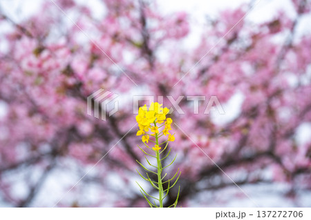 春の訪れを告げる河津桜と菜の花 137272706