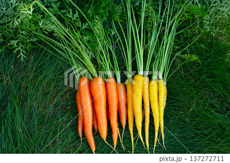 Yellow and orange carrots with leaves are on the green garden lawn. 137272711