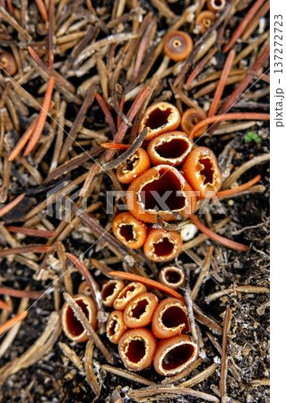 Geopyxis Carbonaria Cups on Forest Needle Floor Geopyxis Carbonaria Cups on Forest Needle Floor 137272723