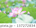 蓮田に咲く大輪のピンク色の蓮の花 蓮田に咲く大輪のピンク色の蓮の花 137272834