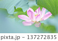 蓮田に咲く大輪のピンク色の蓮の花 蓮田に咲く大輪のピンク色の蓮の花 137272835