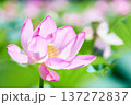 蓮田に咲く大輪のピンク色の蓮の花 蓮田に咲く大輪のピンク色の蓮の花 137272837