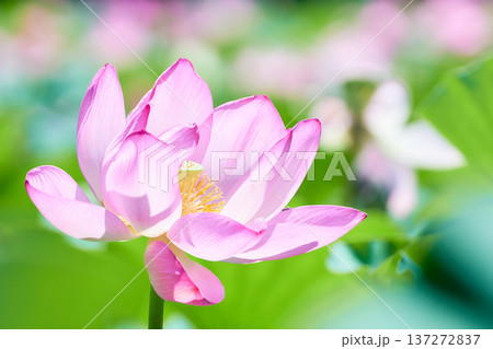 蓮田に咲く大輪のピンク色の蓮の花 137272837