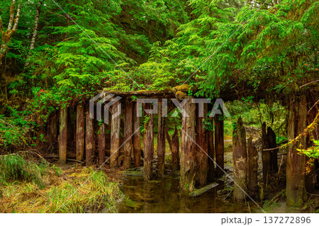 Abandoned wooden bridge covered with green moss and plants. 137272896