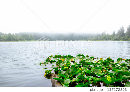 Beautiful nature scene at the misty forest lake with waterlilies 137272898