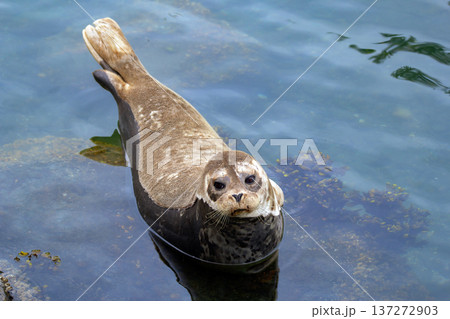 Fluffy brown baby seal is laying on the rock in the sea. 137272903
