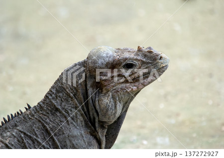 Portrait of Rhinoceros iguana with bright skin and horn on head. 137272927