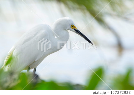 Snowy egret is standing at the tropical beach among green foliage. 137272928