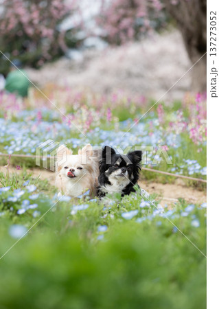 ネモフィラ畑とチワワの可愛い春写真 ネモフィラ畑とチワワの可愛い春写真 137273052