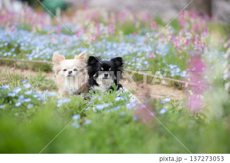 ネモフィラの花畑と2匹のチワワ ネモフィラの花畑と2匹のチワワ 137273053