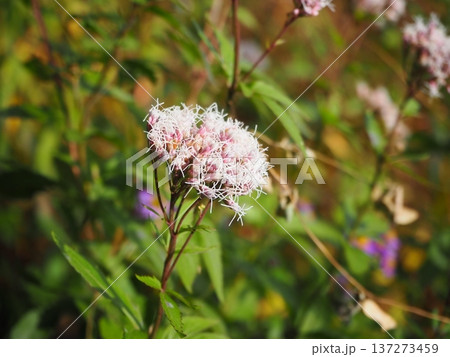 フジバカマ 137273459