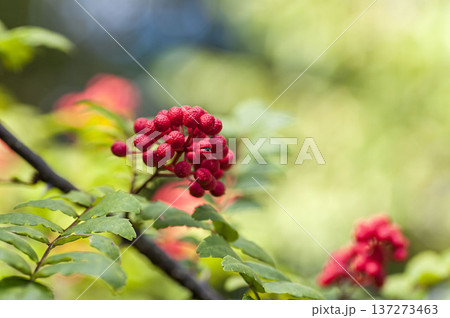 山椒の実 137273463