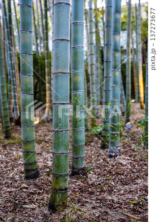 修善寺　竹林の小径【静岡県伊豆市】 137273677