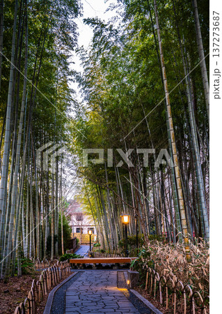 修善寺 竹林の小径【静岡県伊豆市】 修善寺 竹林の小径【静岡県伊豆市】 137273687