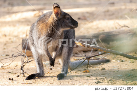 Young red-necked wallaby portrait, wildlife 137273804