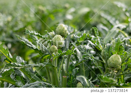 Natural artichoke harvest close up Natural artichoke harvest close up 137273814