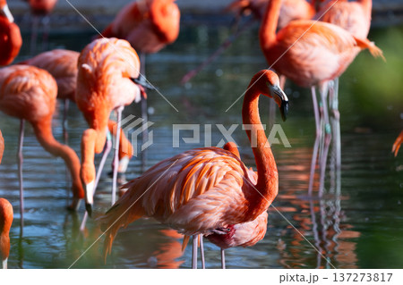 Flock of flamingos on pond 137273817