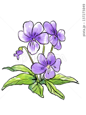 咲き誇るスミレの花の手描きの線画と水彩イラスト 137273849