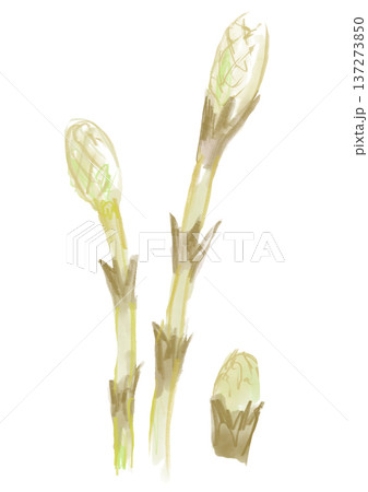 春のツクシの手描きの水彩イラスト 137273850