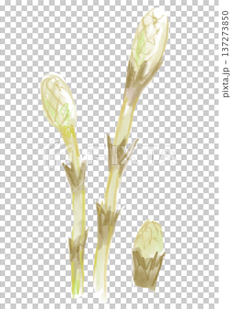 春のツクシの手描きの水彩イラスト 137273850