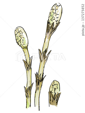 春のツクシの手描きの線画と水彩イラスト 137273852