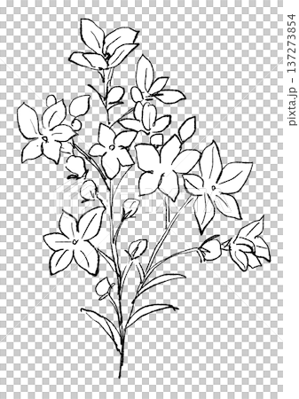 Hand drawn line art illustration of a blooming delphinium flower Hand drawn line art illustration of a blooming delphinium flower 137273854