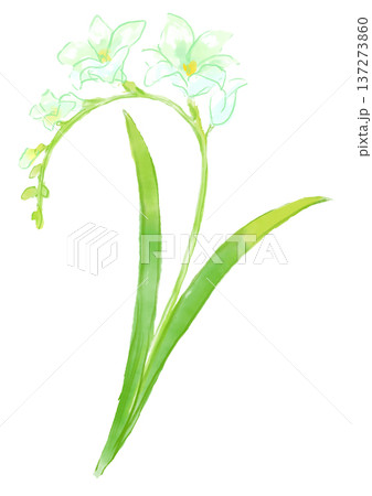 咲き誇る白いフリージアの花の手描きの水彩イラスト 137273860