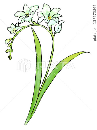 咲き誇る白いフリージアの花の手描きの線画と水彩イラスト 137273862