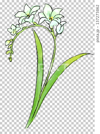 咲き誇る白いフリージアの花の手描きの線画と水彩イラスト 咲き誇る白いフリージアの花の手描きの線画と水彩イラスト 137273862