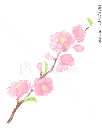 咲き誇る桃の花の手描きの水彩イラスト 137273863