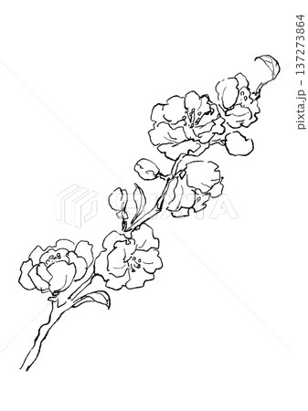 咲き誇る桃の花の手描きの線画イラスト 137273864