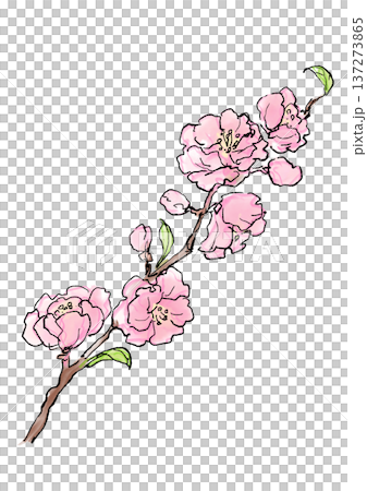 Hand-drawn line and watercolor illustration of blooming peach blossoms 137273865