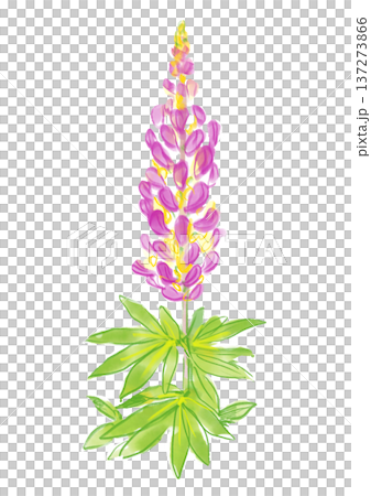 Hand-painted watercolor illustration of blooming lupine flowers 137273866