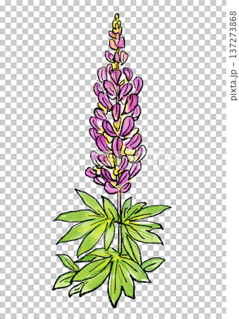 手繪線條水彩插圖，描繪了盛開的魯冰花 137273868