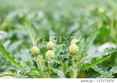 Fresh green artichokes grow in field 137273876