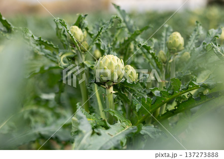 Fresh green artichokes grow in field 137273888