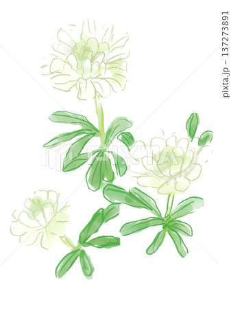 咲き誇るイベリスの花の手描きの水彩イラスト 137273891