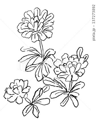 咲き誇るイベリスの花の手描きの線画イラスト 137273892