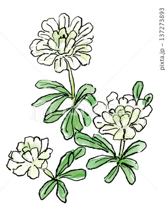 咲き誇るイベリスの花の手描きの線画と水彩イラスト 137273893