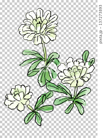 咲き誇るイベリスの花の手描きの線画と水彩イラスト 咲き誇るイベリスの花の手描きの線画と水彩イラスト 137273893
