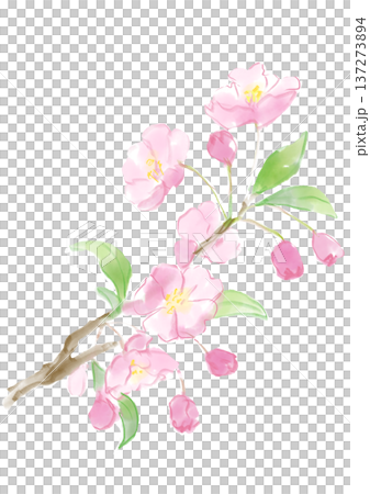 Hand-painted watercolor illustration of blooming beadle flowers Hand-painted watercolor illustration of blooming beadle flowers 137273894