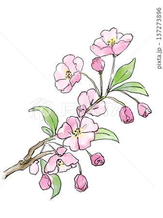 咲き誇るカイドウの花の手描きの線画と水彩イラスト 137273896