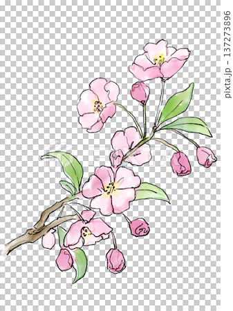 咲き誇るカイドウの花の手描きの線画と水彩イラスト 137273896