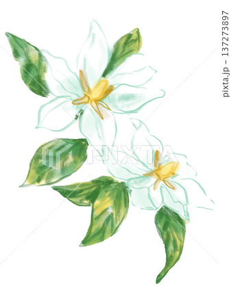 咲き誇る香るクチナシの花の手描きの水彩イラスト 咲き誇る香るクチナシの花の手描きの水彩イラスト 137273897