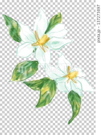 咲き誇る香るクチナシの花の手描きの水彩イラスト 咲き誇る香るクチナシの花の手描きの水彩イラスト 137273897