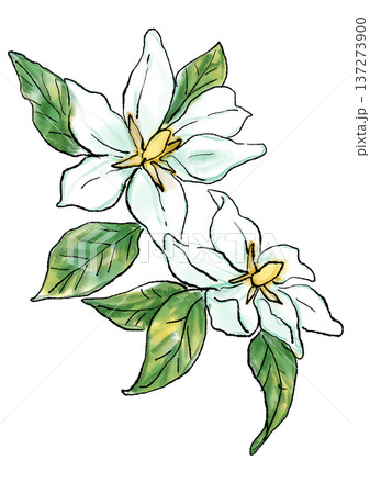咲き誇る香るクチナシの花の手描きの線画と水彩イラスト 咲き誇る香るクチナシの花の手描きの線画と水彩イラスト 137273900